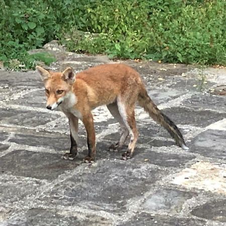 Apartmán Antica Dimora Di Laura Barberino di Mugello Exteriér fotografie